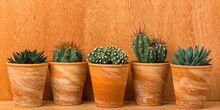 Banner With Five Succulent And Cactus Plants In Terra Cotta Flower Pots In Front Of Wooden Wall