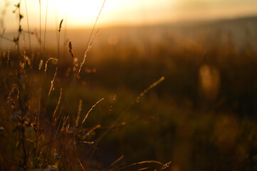  Calm orange light, sunset light field in the sunset. Sun shining through plants. Golden hour.