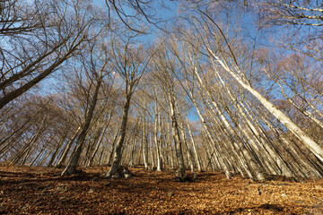 Wall Mural - Tree in late autumn, without any leaves on its branches. On the ground we can see all the leaves that have fallen.