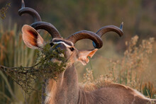 Kudu With Huge Horns In Okavango Delta, Eating From A Bush, Moremi Botswana