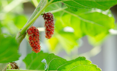 mulberry with green leaf trees.