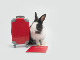 Cute little black and white bunny rabbit sitting next to red toy suitcase and red passport on white background.