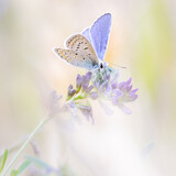 Fototapeta Konie - Rêve de papillon