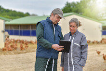 Agricultural Breeders Analyzing  The Growth Of Their Chickens On A Digital Tablet In The  Middle Of The Chickens Farm