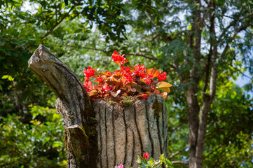 gardening by growing colorful and colorful flowers.