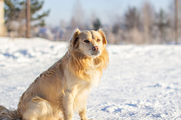 Aufkleber - A beautiful dog sits in the snow in winter and watches