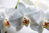 Fototapeta Desenie - Branch of blooming white orchid on a light background.