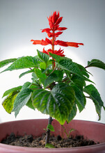 Red Sage Flower, Red Salvia Splendens Blooming In A Pot 
