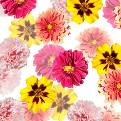 Fotomurales - Beautiful floral background of dahlias, marigolds and carnations. Isolated