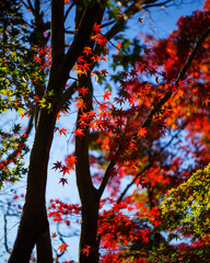 Wall Mural - 高尾山　紅葉　紅葉狩り　ハイキング