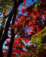 Wall Mural - 高尾山　紅葉　紅葉狩り　ハイキング