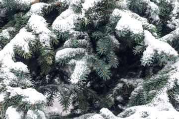 Wall Mural - Fresh green needles. Bright spruce branches and a snow