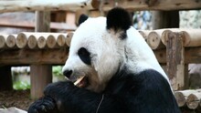 Panda Eating Bamboo In Chiangmai Thailand