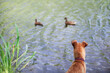 Hunting dog tracks ducks on the lake. Irish terrier.