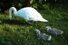 Mother Swan And Her Chicks Are Resting On The Green Grass