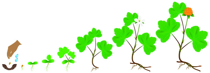 Wall Mural - Cycle of growth of a cloudberry plant on a white background.