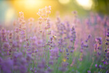 Fototapeta Na drzwi - lavender field at sunset