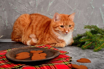 Red cat with Christmas decorations