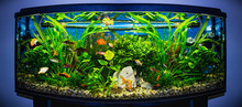 Close Up Of Aquarium Tank Full Of Fish