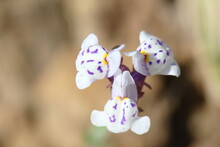 Wildflower (Linaria Amethystea)