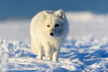 Wall Mural - arctic fox in winter time in siberian tundra close up.