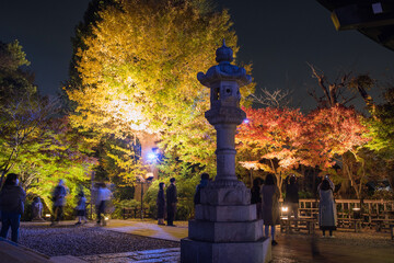 Wall Mural - Illuminated autumn leaves at Hasedera Temple in Kamakura, Japan　鎌倉の長谷寺 秋の紅葉ライトアップ 夜景