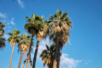 Wall Mural - Washingtonia filifera 