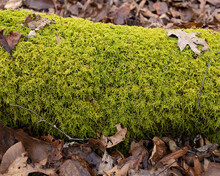 Moss Covered Log