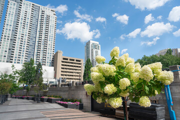 Hydrangea flower on a sunny day in summer 