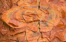 Macro Photograph Of The Patterns And Textures In The Bark Of A Paperbark Maple (Acer Griseum)