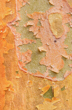 Close Up Textures In The Bark Of A Stewartia Monadelpha Tree A Relative Of The Camellia