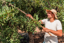 Side View Of Male Farm Worker Hitting Carob Tree Branches With Wooden Stick While Collecting Ripe Pods During Harvesting Season In Summer Day In Countryside