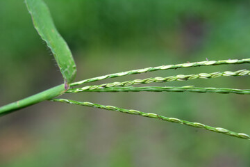 In the field, like a weed, grows Digitaria sanguinalis