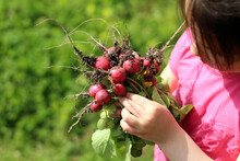 Freshly Picked Radish In The Hands Of A Little Adorable Girl On A Blurred Green Grass Background