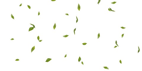 Green Tree leaves Stock Image In White Background