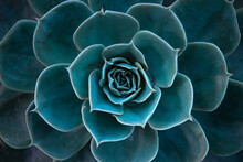 Close Up Of A Teal Cactus. Teal Cactus Leaves. Tidewater Green Background. Cactus Plant  Pattern Wallpaper.