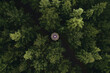 © C6 Studio/Stocksy - Umbrella In Tree Forrest