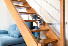 Fluffy Domestic Rabbit Walking Down Wooden Stairs