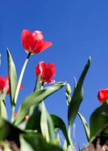 Tulip On A Blue Sky Background