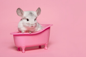 Wall Mural - Cute chinchilla sitting in a pink bathtub on a pink background