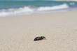 Mały żuczek spaceruje samotnie po morskim piasku