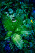 green fern  closeup