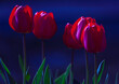 red tulips on blue background