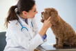 © JGI/Jamie Grill/Blend Images - Caucasian veterinarian checking mouth of dog