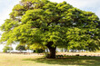 © Adam Hester/Blend Images - Tree with shade in park