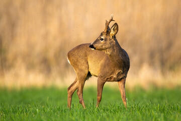 Wall Mural - curious roe deer, capreolus capreolus, buck looking back over shoulder on a green grass in spring na