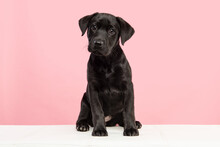Cute Black Labrador Retriever Puppy Looking At The Camera On A Pink Background Sitting On A White Couch