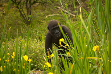 Wall Mural - The Western gorilla (Gorilla gorilla).