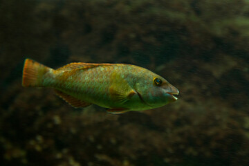 Wall Mural - The Mediterranean parrotfish (Sparisoma cretense).