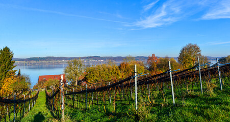 Wall Mural - Weinbauinsel Reichenau Bodensee